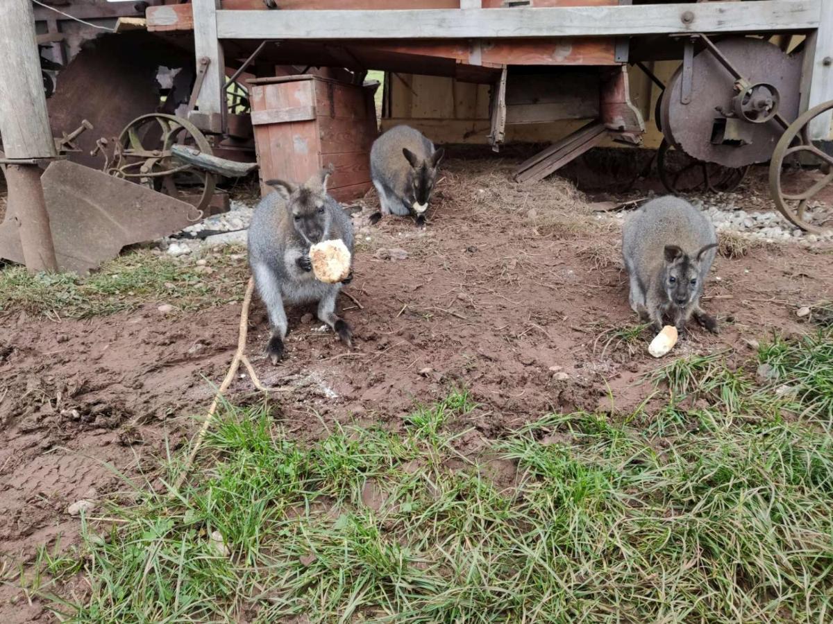 Apartman Na Statku Červený Kostelec エクステリア 写真