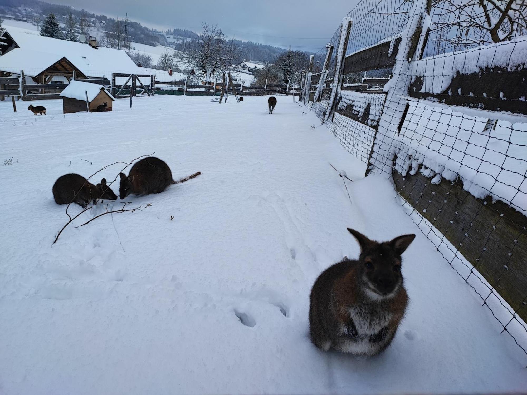 Apartman Na Statku Červený Kostelec エクステリア 写真
